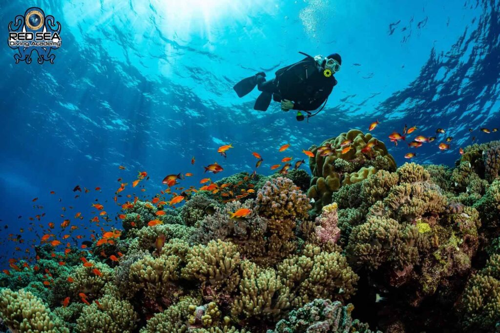 diving in egypt